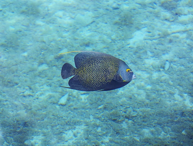 Υποβρύχια φωτογραφία ενός γαλλικού Angelfish στοκ εικόνες
