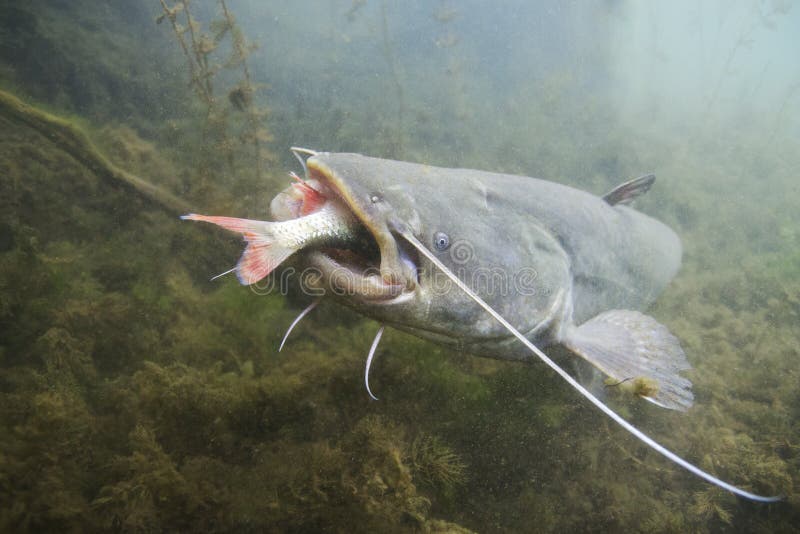 Υποβρύχια φωτογραφία του γατόψαρου Silurus Glanis Ευρωπαϊκή επίθεση γατόψαρων στοκ εικόνα