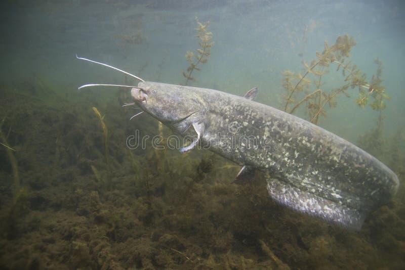 Υποβρύχια φωτογραφία του γατόψαρου Silurus Glanis στοκ εικόνες