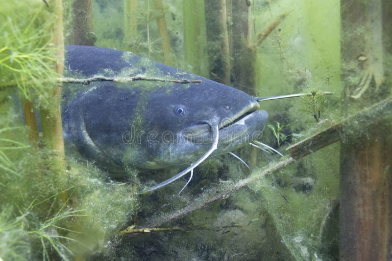 Υποβρύχια φωτογραφία του γατόψαρου Silurus Glanis στοκ εικόνα