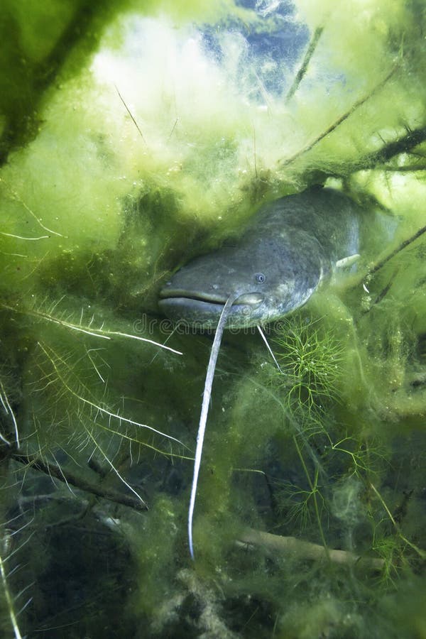 Υποβρύχια φωτογραφία του γατόψαρου Silurus Glanis στοκ εικόνες