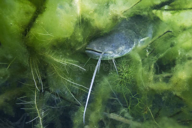 Υποβρύχια φωτογραφία του γατόψαρου Silurus Glanis στοκ φωτογραφία με δικαίωμα ελεύθερης χρήσης