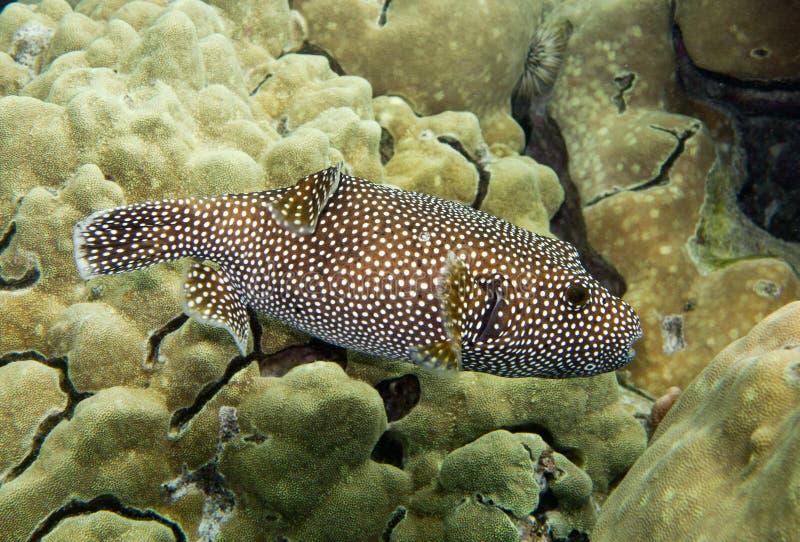 Υποβρύχια φωτογραφία των ψαριών Pufferfish στοκ εικόνα