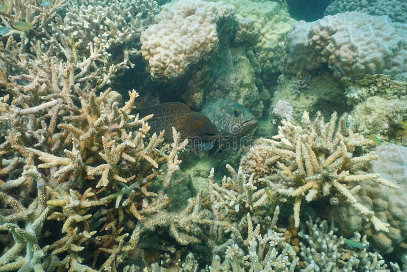 Υποβρύχιο moray χέλι με grouper την κοραλλιογενή ύφαλο ψαριών στοκ εικόνα Υποβρύχιο moray χέλι με grouper την κοραλλιογενή ύφαλο ψαριών στοκ εικόνα
