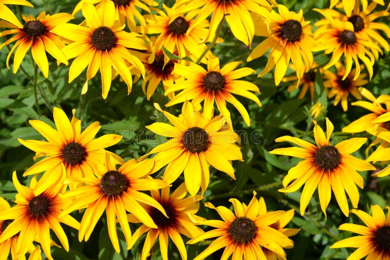 Υπόβαθρο από το τριχωτό Rudbeckia hirta Λ άνθησης coneflower στοκ εικόνα Υπόβαθρο από το τριχωτό Rudbeckia hirta Λ άνθησης coneflower στοκ εικόνα