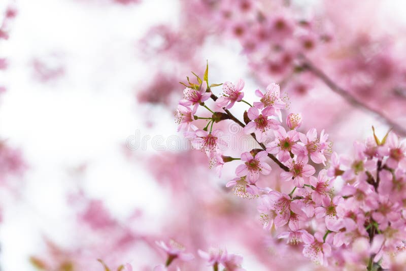 Υπόβαθρο λουλουδιών Sakura στοκ φωτογραφίες Υπόβαθρο λουλουδιών Sakura στοκ φωτογραφίες