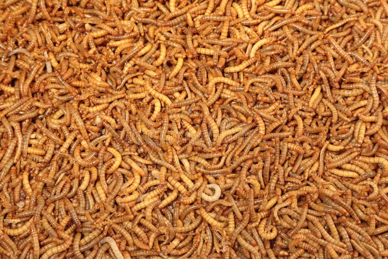 Υπόβαθρο πολλών mealworm διαβίωσης προνυμφών στοκ φωτογραφία με δικαίωμα ελεύθερης χρήσης Υπόβαθρο πολλών mealworm διαβίωσης προνυμφών στοκ φωτογραφία με δικαίωμα ελεύθερης χρήσης