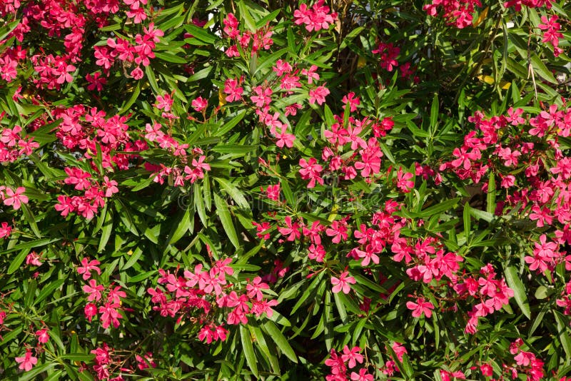 Beautiful Nature background with Pink Flowers Nerium oleander. Horizontal Summer Wallpaper. As ornamental plants, the oleander is widely used in landscape design. Beautiful Nature background with Pink Flowers Nerium oleander. Horizontal Summer Wallpaper. As ornamental plants, the oleander is widely used in landscape design.