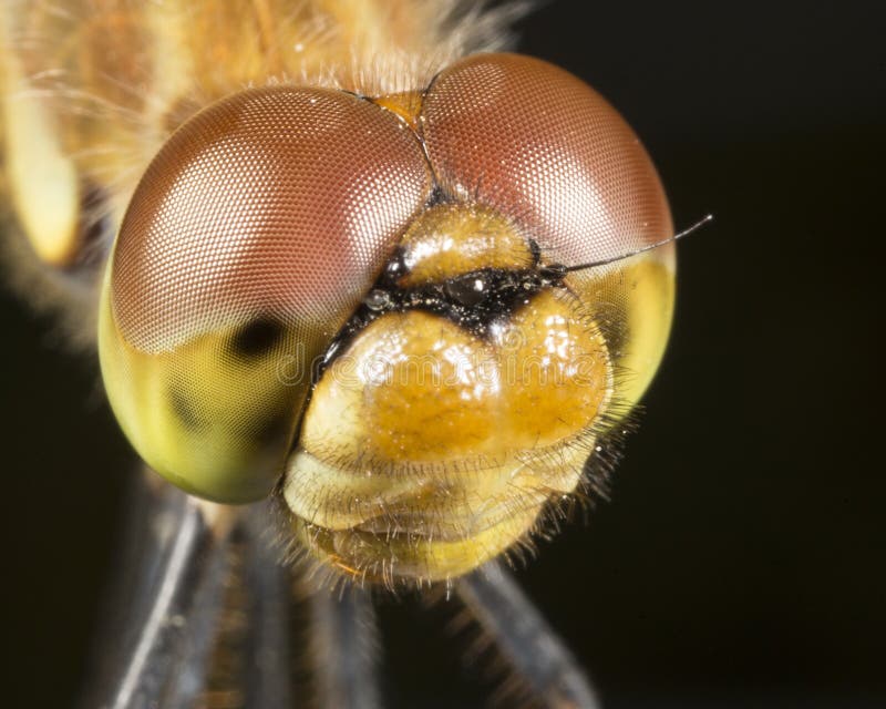 Picture of dragonfly using Canon 65mm super macro lens (1-5X magnification). Picture of dragonfly using Canon 65mm super macro lens (1-5X magnification)