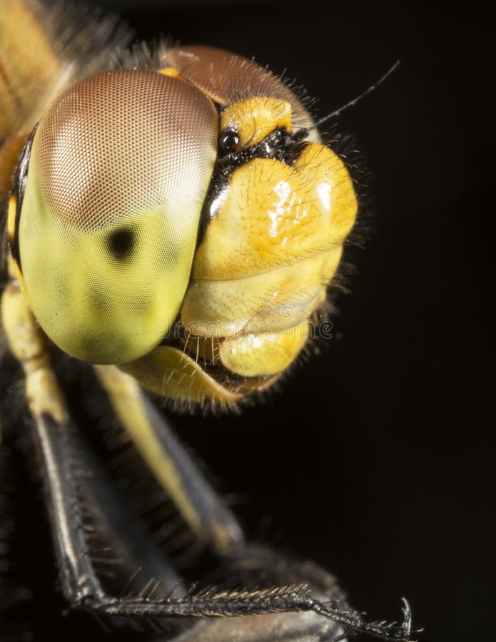 Picture of dragonfly using Canon 65mm super macro lens (1-5X magnification). Picture of dragonfly using Canon 65mm super macro lens (1-5X magnification)