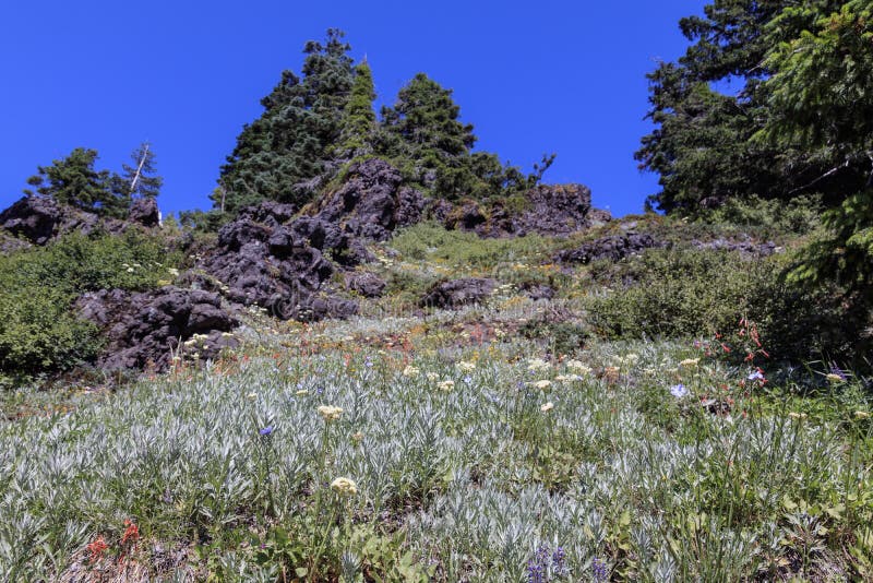 Υψηλό λιβάδι Wildflower ανύψωσης στοκ εικόνα Υψηλό λιβάδι Wildflower ανύψωσης στοκ εικόνα