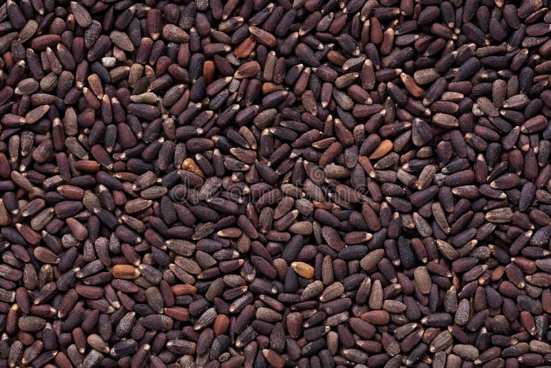Υψηλός - ποιοτικοί σπόροι των officinalis hyssopus, λουλούδι σε μια μορφή σύστασης για το λατρευτό κήπο σας στοκ εικόνα με δικαίωμα ελεύθερης χρήσης Υψηλός - ποιοτικοί σπόροι των officinalis hyssopus, λουλούδι σε μια μορφή σύστασης για το λατρευτό κήπο σας στοκ εικόνα με δικαίωμα ελεύθερης χρήσης