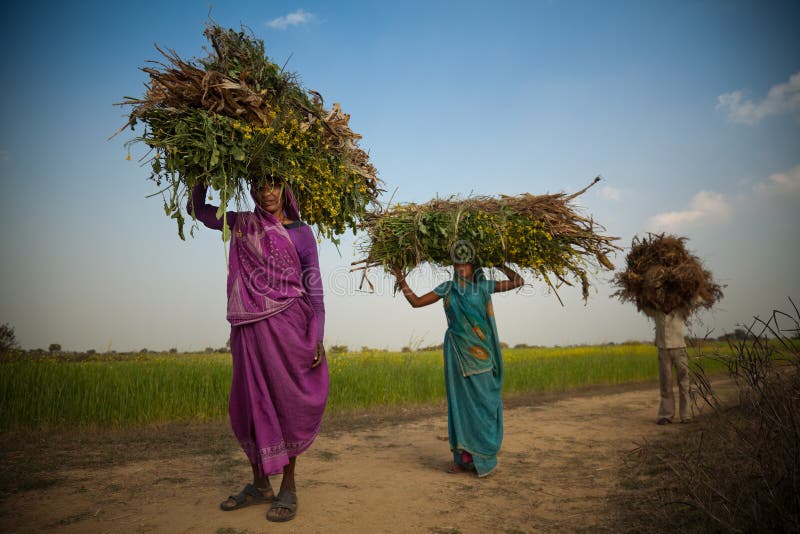 Indian happy villager woman carrying green grass home for their livestock. Indian happy villager woman carrying green grass home for their livestock