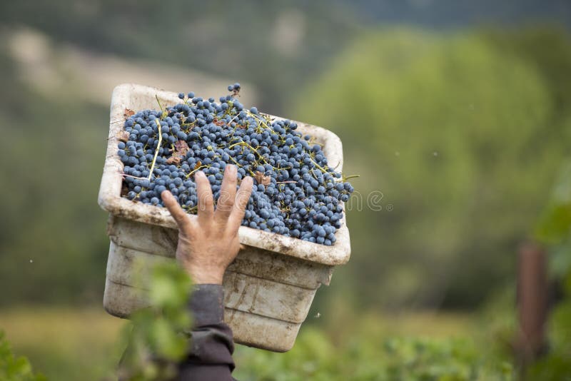 A grape picker lifting over his head a box of grapes, ready to dump into bin, Mendocino County, California, USA. A grape picker lifting over his head a box of grapes, ready to dump into bin, Mendocino County, California, USA.