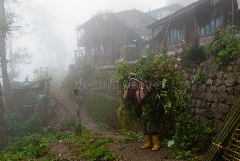 A Lepcha villager of Lava is carrying herbal leaves collected from nearby forest, on the village way, in a misty morning at Lava, India. A Lepcha villager of Lava is carrying herbal leaves collected from nearby forest, on the village way, in a misty morning at Lava, India.