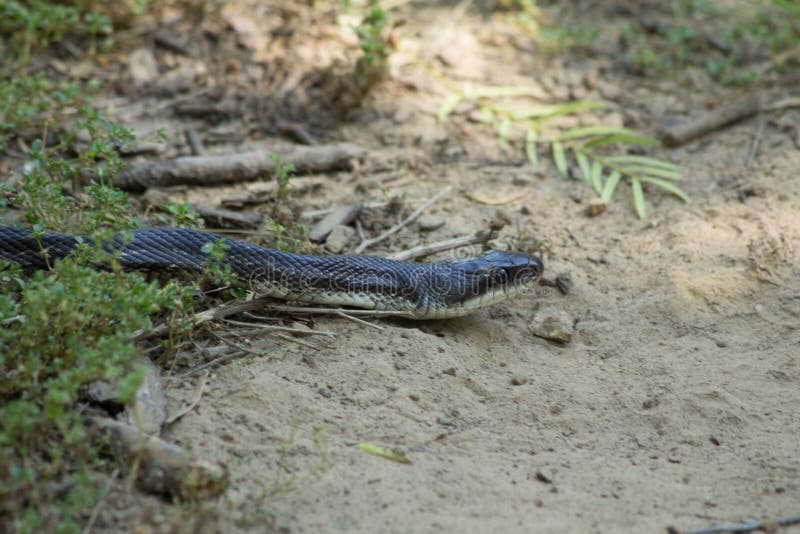 Φίδι του Τέξας Hognose στοκ εικόνες με δικαίωμα ελεύθερης χρήσης Φίδι του Τέξας Hognose στοκ εικόνες με δικαίωμα ελεύθερης χρήσης