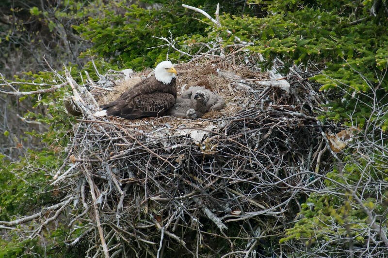 An adult Bald Eagle is standing guard over two chicks in a nest at the top of a tree on the side of a cliff. Signal Hill National Historic Site,St. John's,Newfoundland and Labrador,Canada. An adult Bald Eagle is standing guard over two chicks in a nest at the top of a tree on the side of a cliff. Signal Hill National Historic Site,St. John's,Newfoundland and Labrador,Canada.