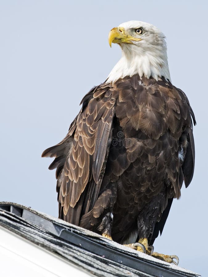 Bald Eagle sitting on a roof. Bald Eagle sitting on a roof