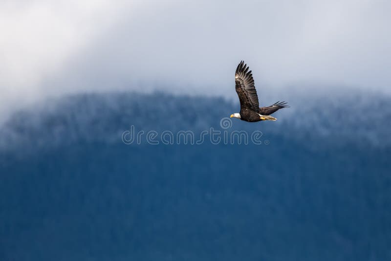 Landscape photo of Soaring Bald Eagle near Harrison British Columbia. Landscape photo of Soaring Bald Eagle near Harrison British Columbia