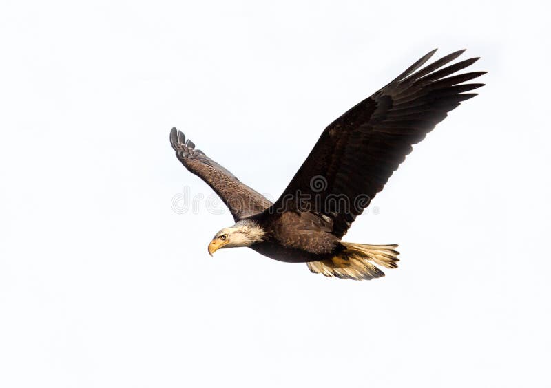 Bald Eagle in Flight, with white sky background. Bald Eagle in Flight, with white sky background