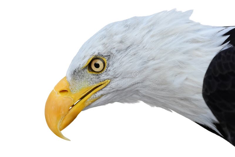 Head of bald eagle isolated on white background. Head of bald eagle isolated on white background