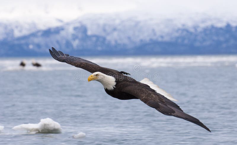 Bald eagle flying with over the bay with ice in water. Bald eagle flying with over the bay with ice in water