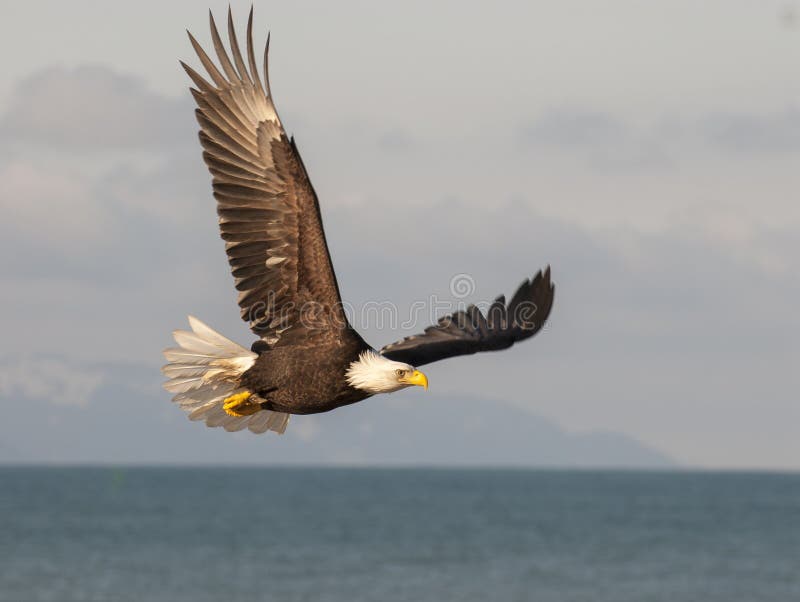 Bald eagle soaring over blue water with blue sky background. Bald eagle soaring over blue water with blue sky background