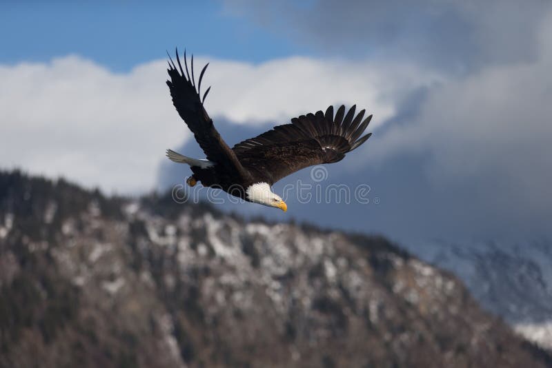 Beautiful Bald Eagle flying, Homer Alaska. Beautiful Bald Eagle flying, Homer Alaska