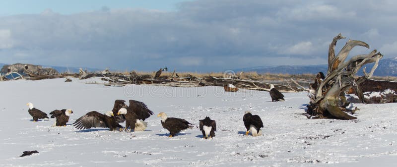 Adult Bald Eagle on ground in Alaska near Homer. Adult Bald Eagle on ground in Alaska near Homer