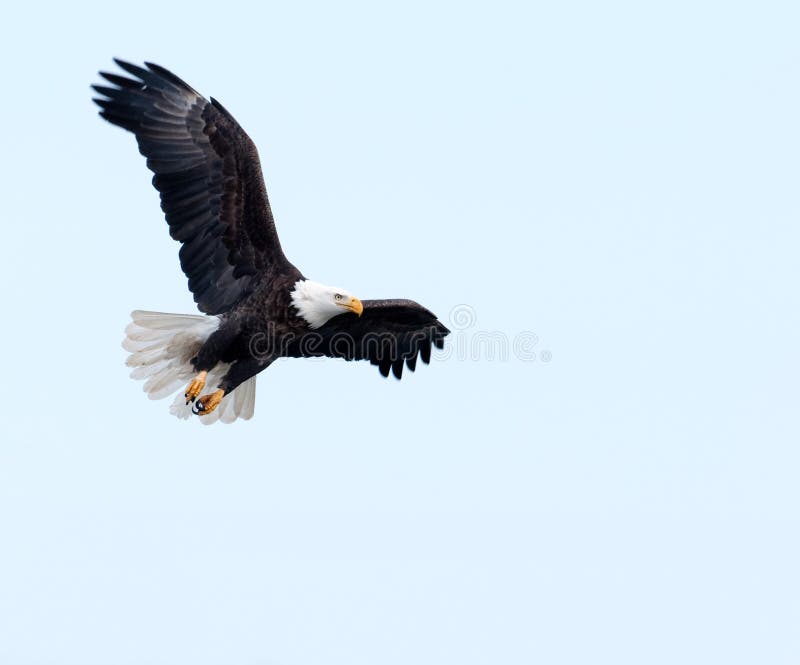 A bald eagle soars through a blue sky on a winter day along the Mississippi River. A bald eagle soars through a blue sky on a winter day along the Mississippi River