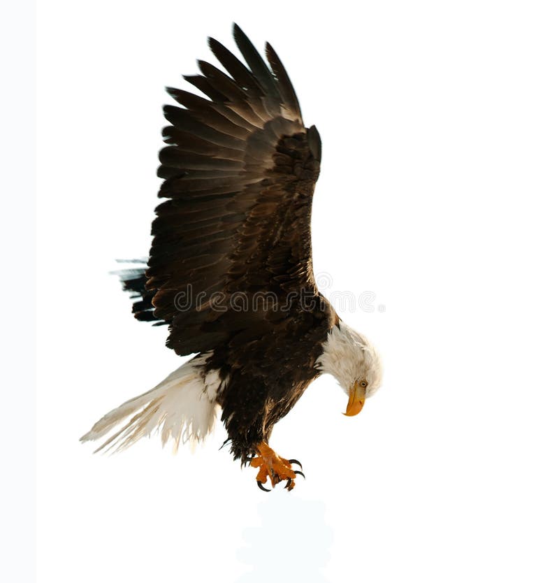 φαλακρό leucocephalus haliaeetus αετών στοκ εικόνες με δικαίωμα ελεύθερης χρήσης φαλακρό leucocephalus haliaeetus αετών στοκ εικόνες με δικαίωμα ελεύθερης χρήσης