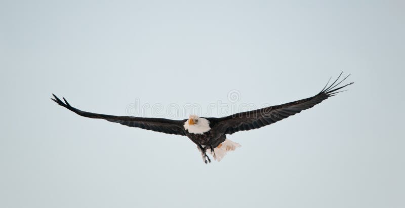 Flying Bald Eagle (Haliaeetus leucocephalus washingtoniensis). Flying Bald Eagle (Haliaeetus leucocephalus washingtoniensis)