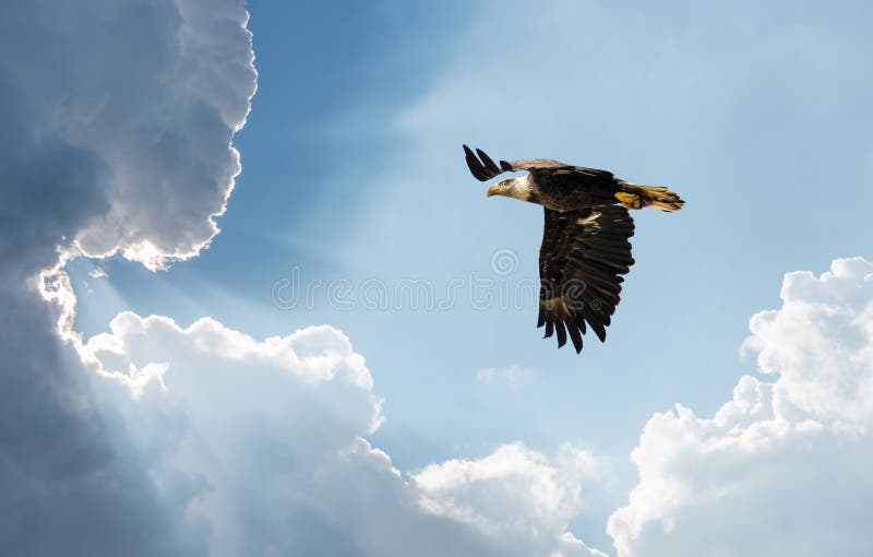 Bald Eagle soaring in the clouds towards sun rays. Bald Eagle soaring in the clouds towards sun rays