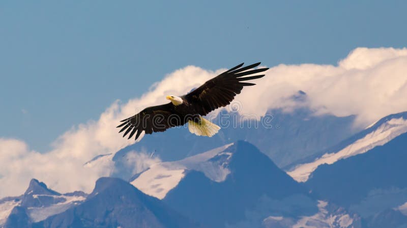 Bald eagle flying and gliding slowly and majestic on the sky over high mountains. Concept of wildlife and pure nature. Bald eagle flying and gliding slowly and majestic on the sky over high mountains. Concept of wildlife and pure nature