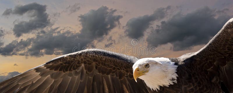 Bald eagle at sunset composite. Bald eagle at sunset composite