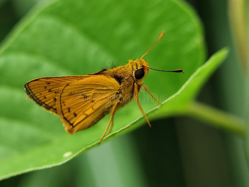 Φαλακρός πεταλούδα Hylephila phyleus πεταλούδα πάνω σε ένα ζωντανό πράσινο φύλλο. Λεπτομερή φτερά. στοκ φωτογραφία