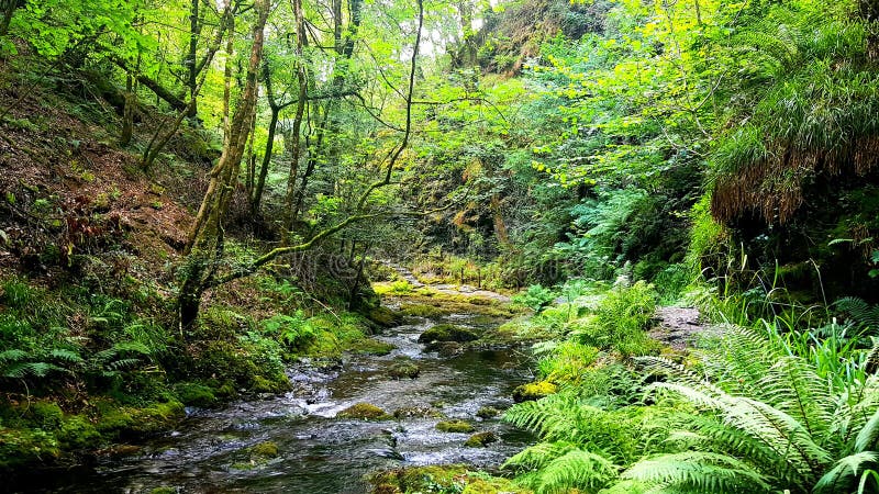 Φαράγγι Lydford, Dartmoor Devon στοκ εικόνες με δικαίωμα ελεύθερης χρήσης Φαράγγι Lydford, Dartmoor Devon στοκ εικόνες με δικαίωμα ελεύθερης χρήσης