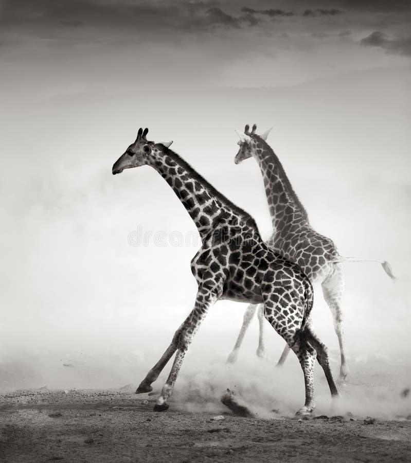 φεύγοντας giraffes στοκ εικόνες με δικαίωμα ελεύθερης χρήσης φεύγοντας giraffes στοκ εικόνες με δικαίωμα ελεύθερης χρήσης