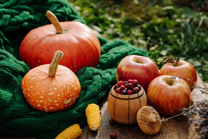 Autumn harvest, corn, apples, lavender, large orange pumpkin on a green knitted scarf 1. Autumn harvest, corn, apples, lavender, large orange pumpkin on a green knitted scarf 1