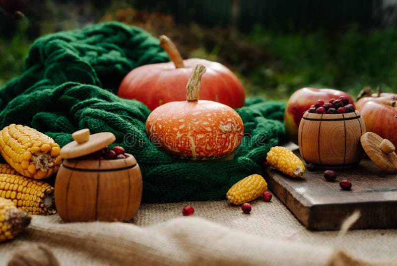 Autumn harvest, corn, apples, lavender, large orange pumpkin on a green knitted scarf 1. Autumn harvest, corn, apples, lavender, large orange pumpkin on a green knitted scarf 1