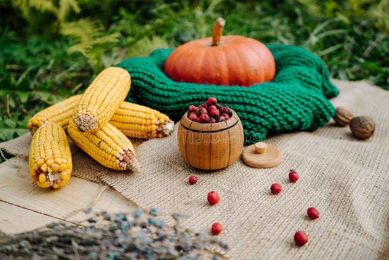 Autumn harvest, large orange pumpkin, nuts, corn, red berries, lavender. Autumn harvest, large orange pumpkin, nuts, corn, red berries, lavender