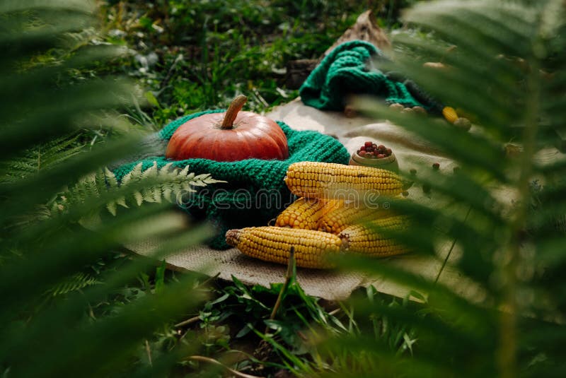 Autumn harvest, corn, red berries, large orange pumpkin on a wooden table in the garden among fern leaves 1. Autumn harvest, corn, red berries, large orange pumpkin on a wooden table in the garden among fern leaves 1