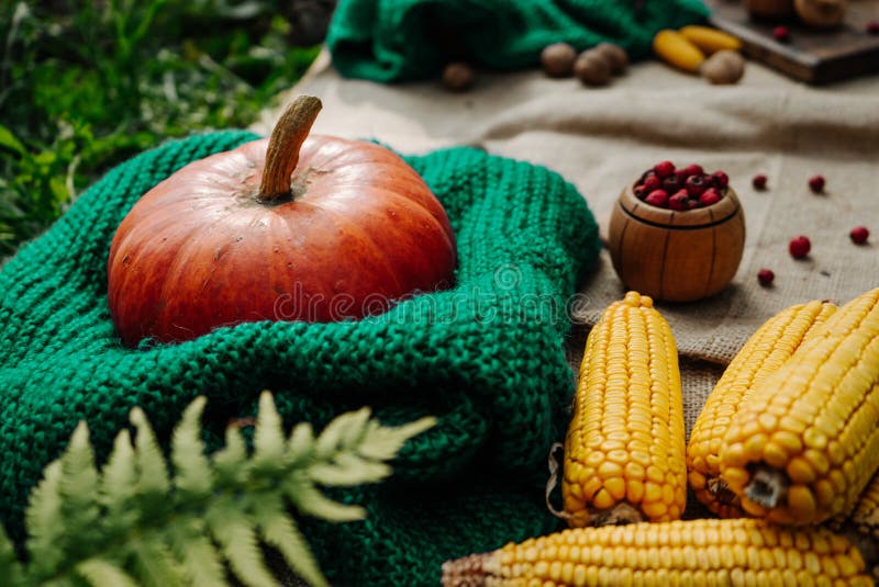 Autumn harvest, large orange pumpkin, nuts, corn, red berries lie in the garden on a tablecloth 1. Autumn harvest, large orange pumpkin, nuts, corn, red berries lie in the garden on a tablecloth 1