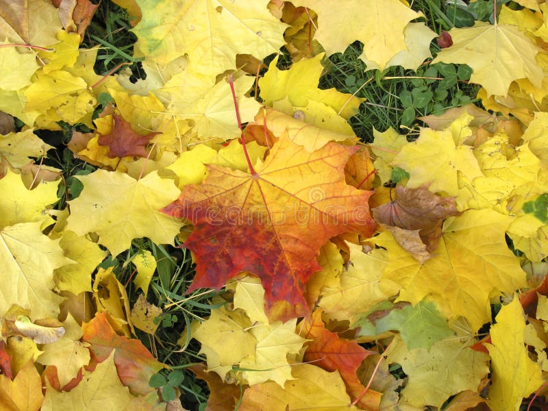 Gold leafes of autumn. Gold leafes of autumn