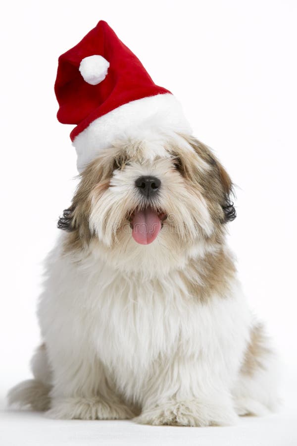 φθορά santa lhasa καπέλων σκυλιών apso στοκ εικόνες με δικαίωμα ελεύθερης χρήσης