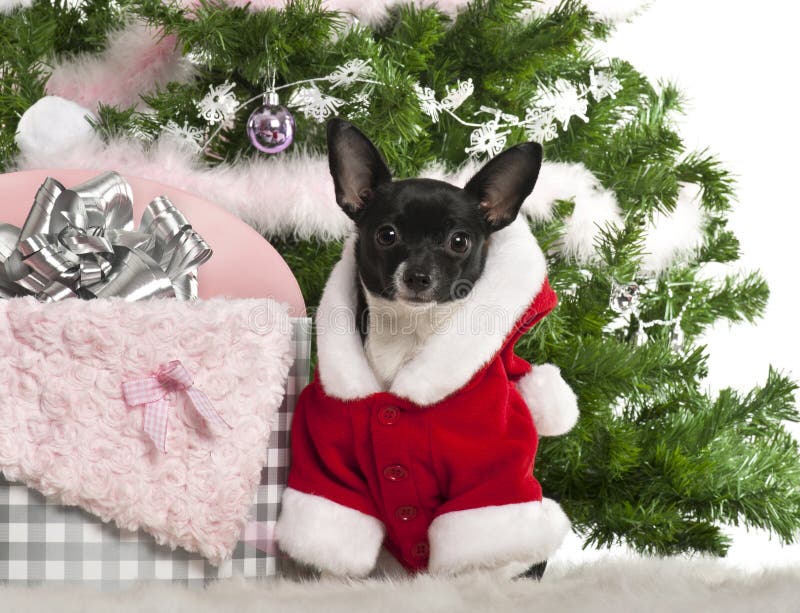 φθορά santa εξαρτήσεων 7 μηνών chihuahua στοκ εικόνες