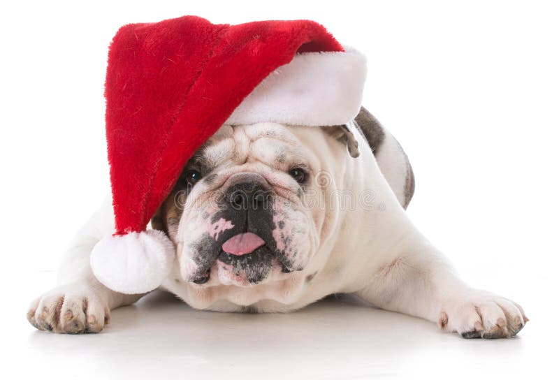 φθορά santa καπέλων σκυλιών στοκ φωτογραφίες με δικαίωμα ελεύθερης χρήσης