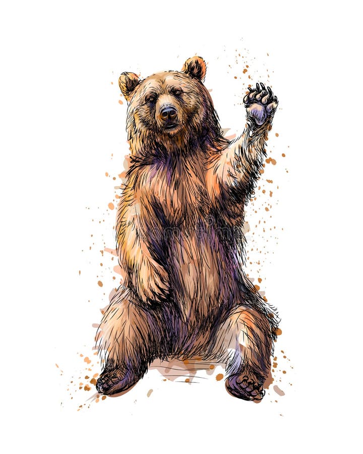 Friendly brown bear sitting and waving a paw from a splash of watercolor, hand drawn sketch. Vector illustration of paints. Friendly brown bear sitting and waving a paw from a splash of watercolor, hand drawn sketch. Vector illustration of paints