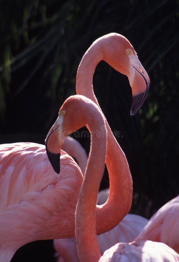 2 pink flamingos create traditional S curves and classic design. 2 pink flamingos create traditional S curves and classic design.