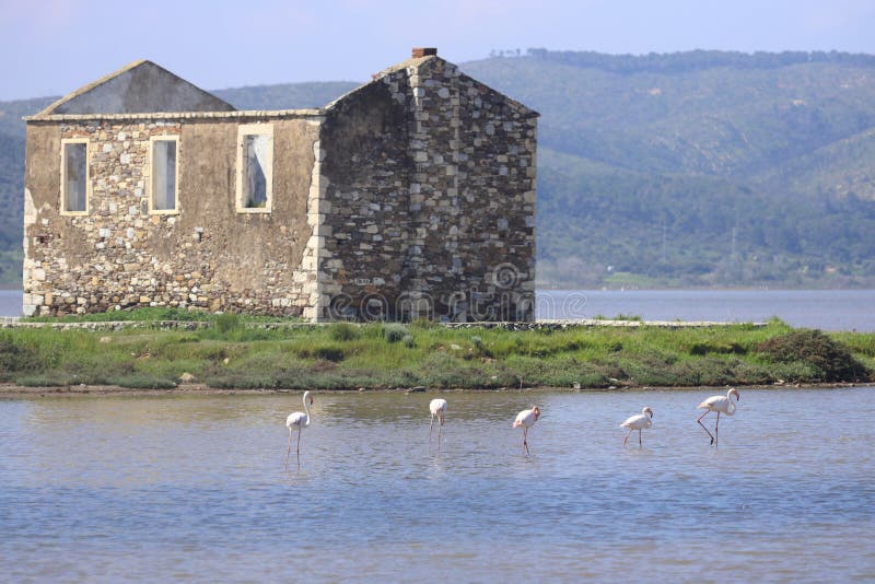 Φλαμίνγος Που Τρέφεται Στο Υγρότοπο Στο Μποντρούμ Τουρκία. Η ετανάστευση φλαανίδων σε ρηχά νερά στοκ εικόνα